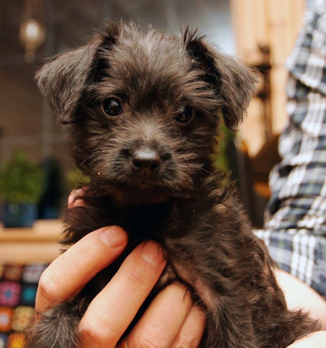 Лисий пинчер длинношерстный