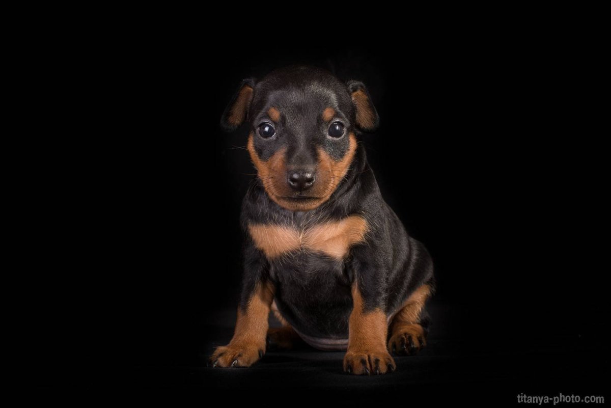 Кроличья такса длинношерстная мраморная