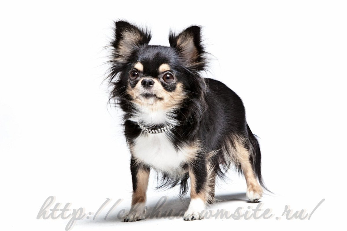 Пинчер карликовый длинношерстный