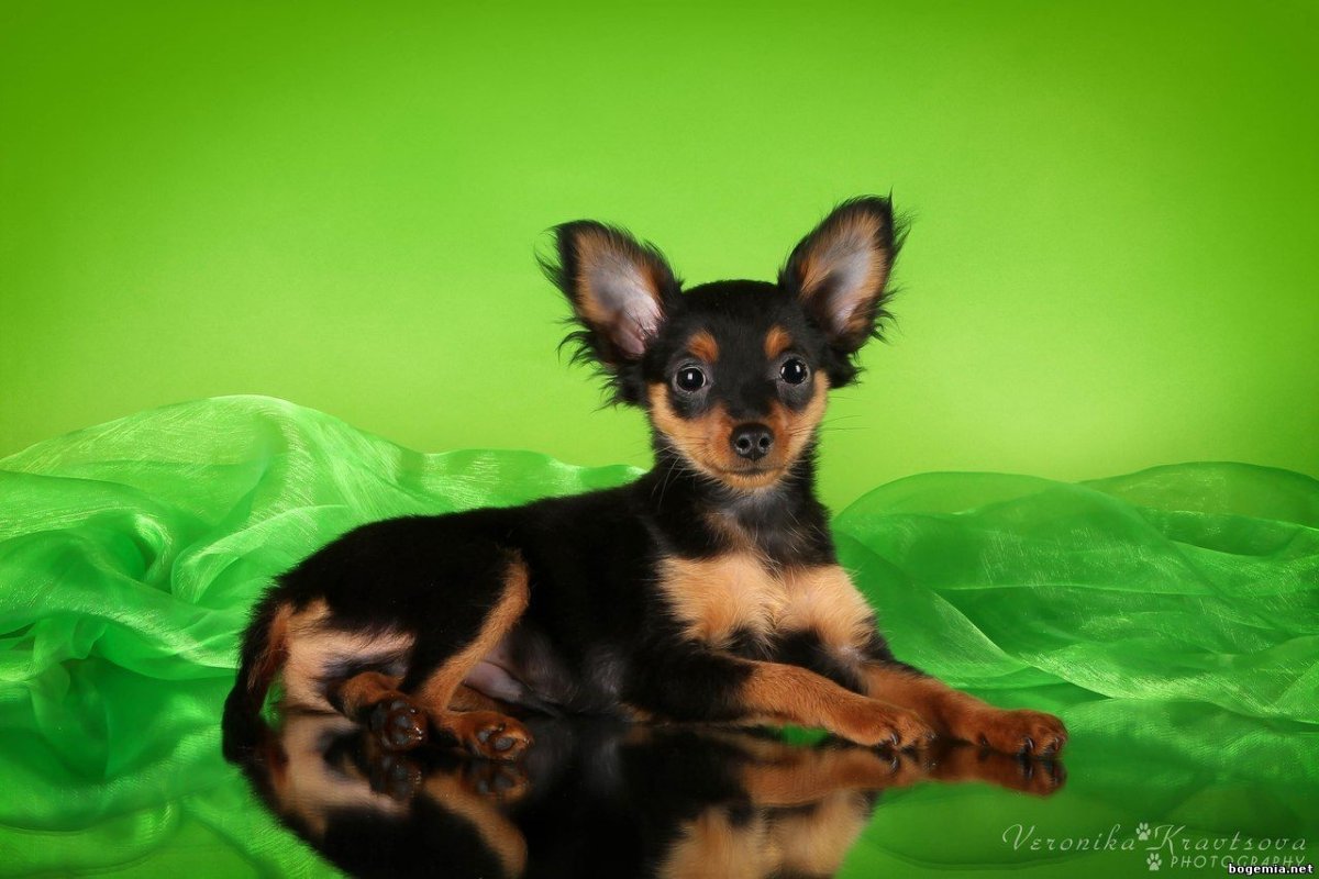 Цвергпинчер длинношерстный