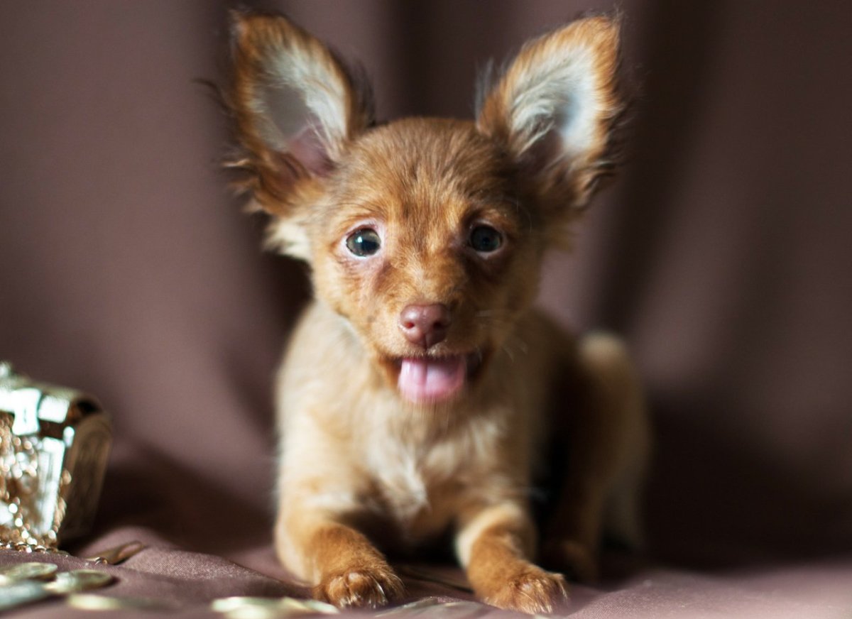 Чихуахуа длинношерстные подпалый