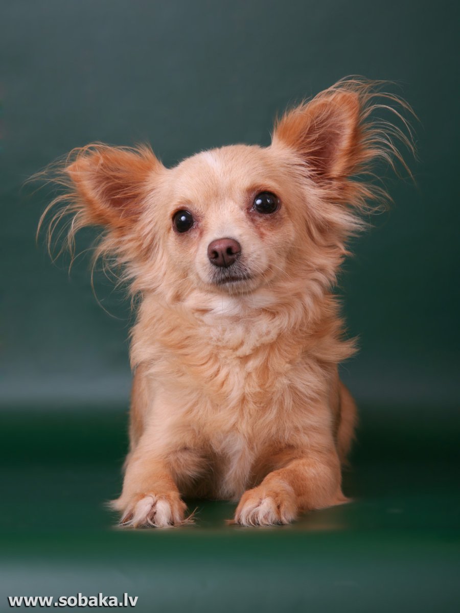 Порода Аффенпинчер