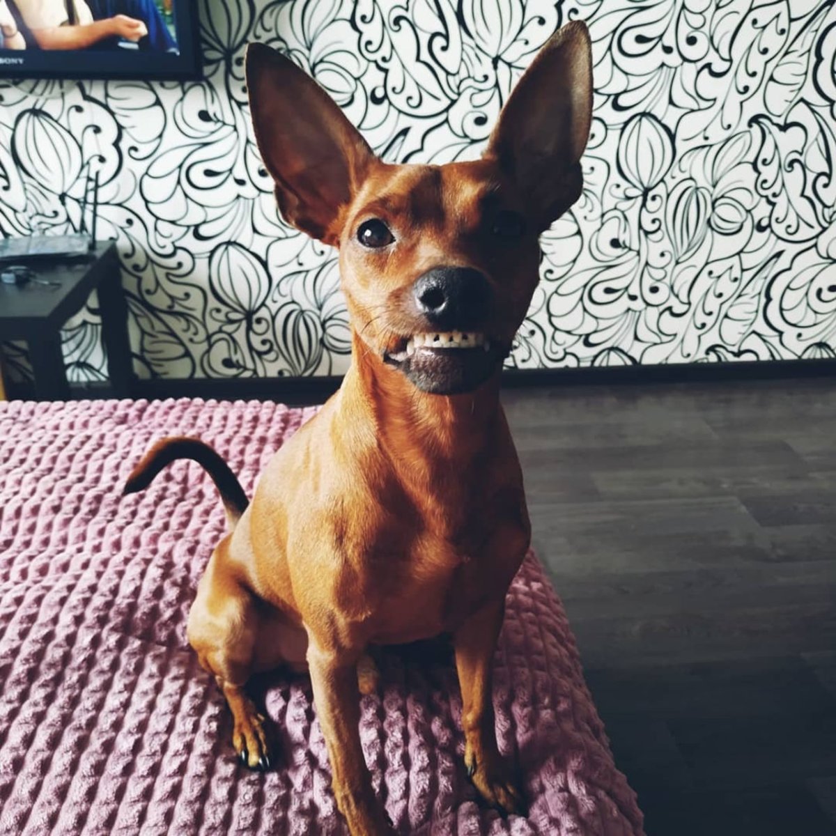 Лисий пинчер длинношерстный