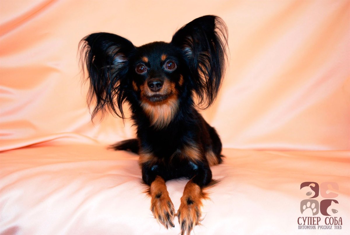 Пражский крысарик длинношерстный рыжий