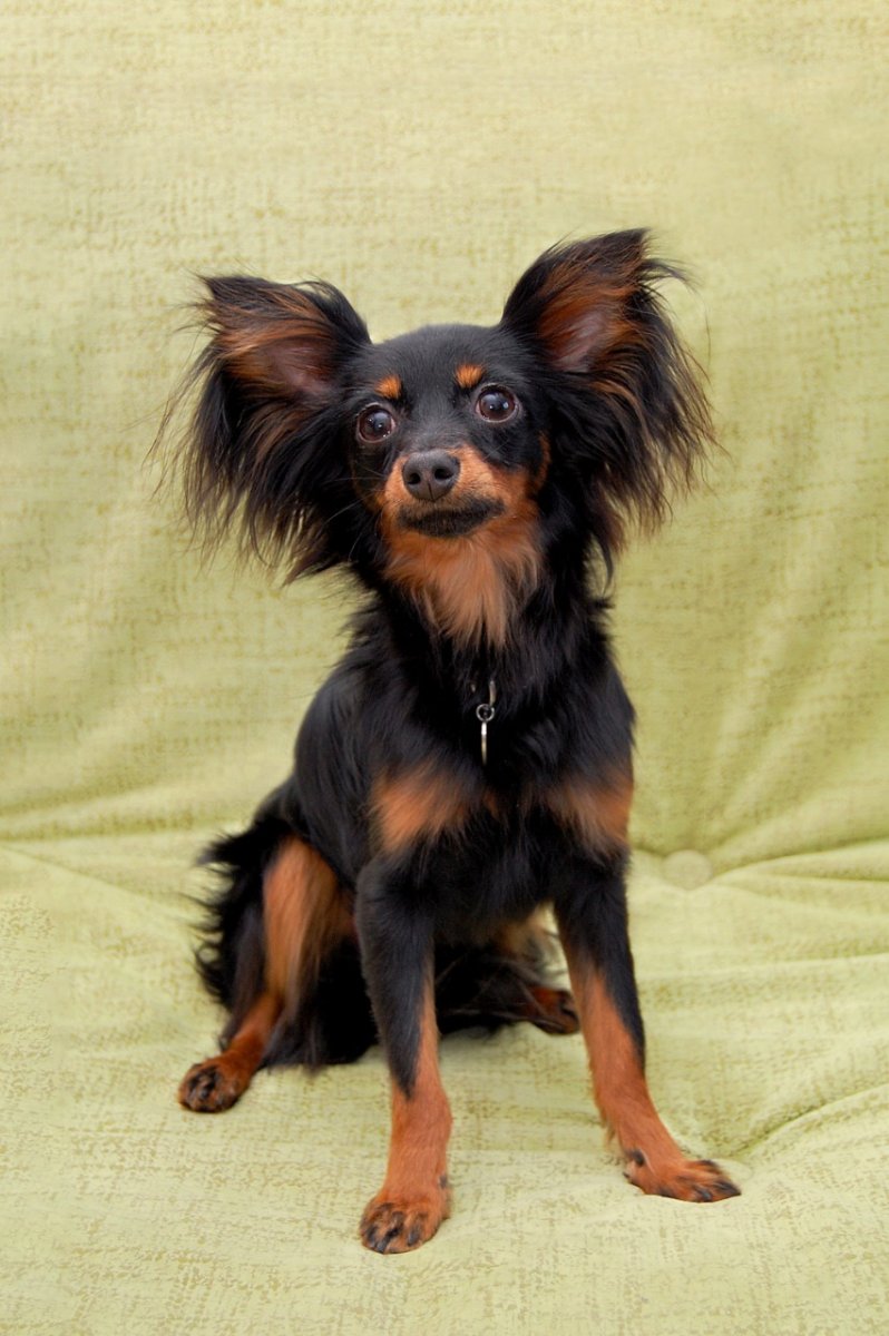 Московский длинношерстный тойтерьер