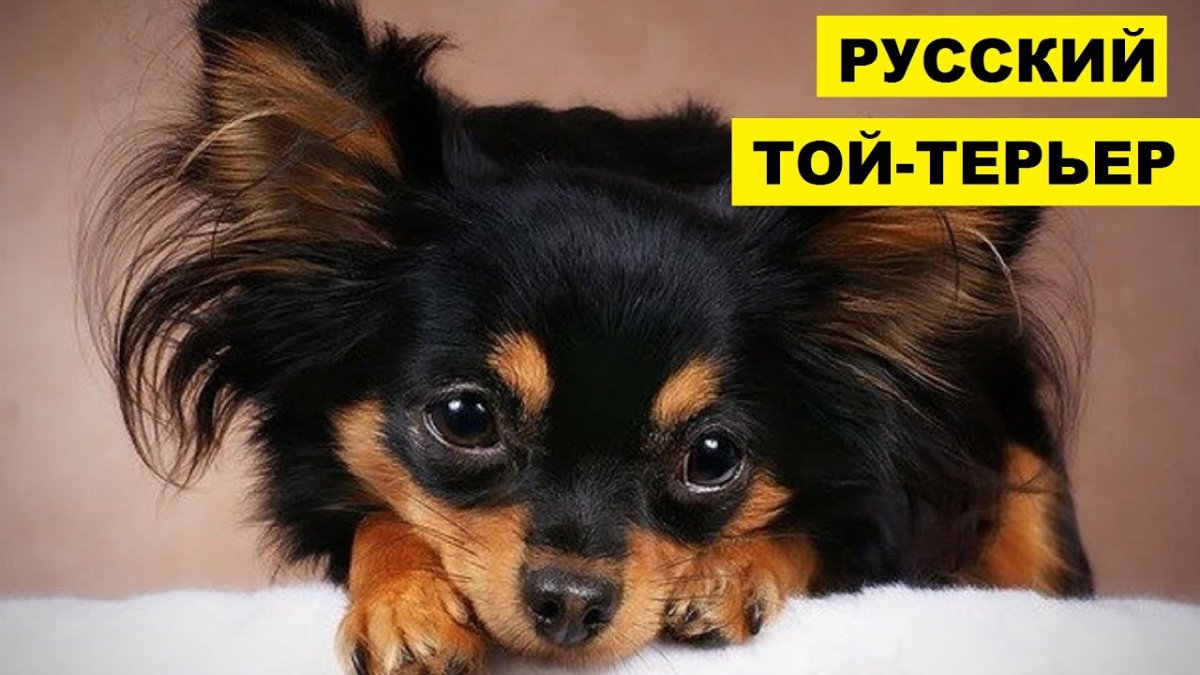 Той терьер черно подпалый