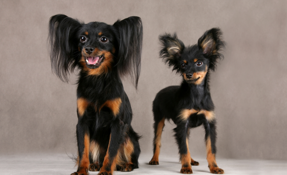 Тор терьер длинношерстный