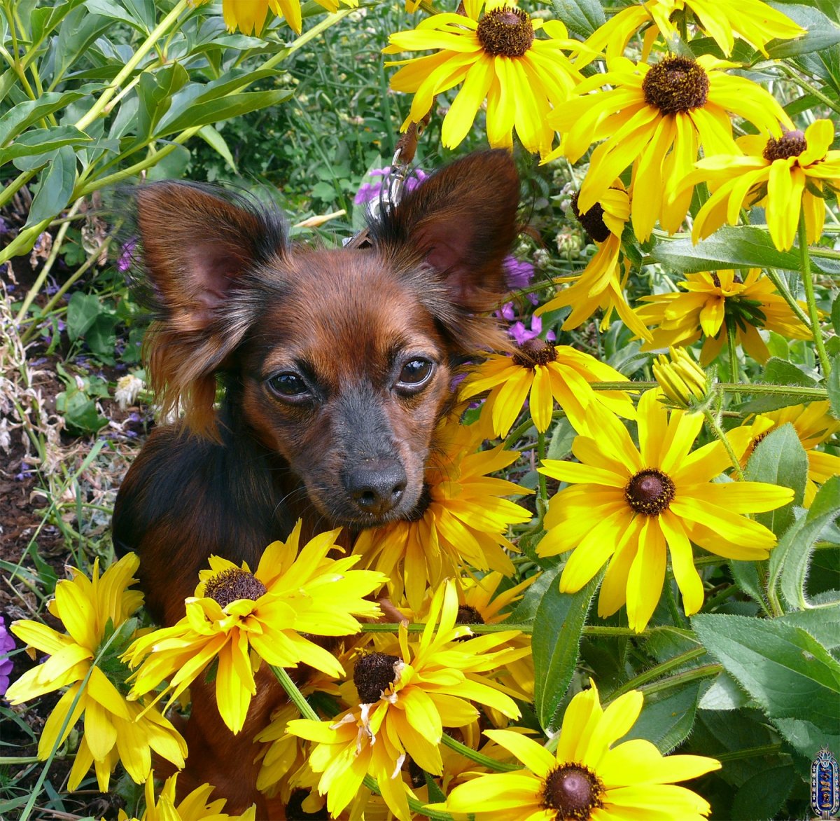 Той терьер длинношерстный