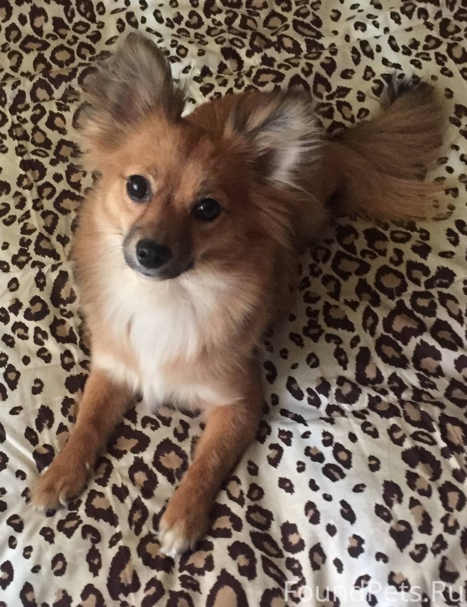 Мраморный той терьер длинношерстный