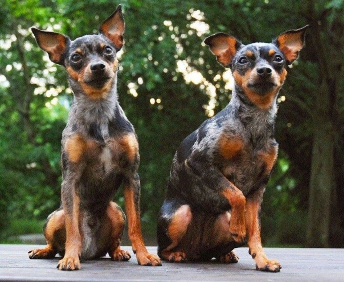 Московский длинношерстный тойтерьер