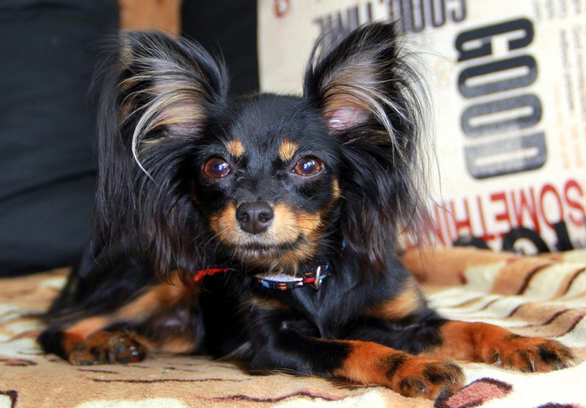 Московский длинношерстный тойтерьер