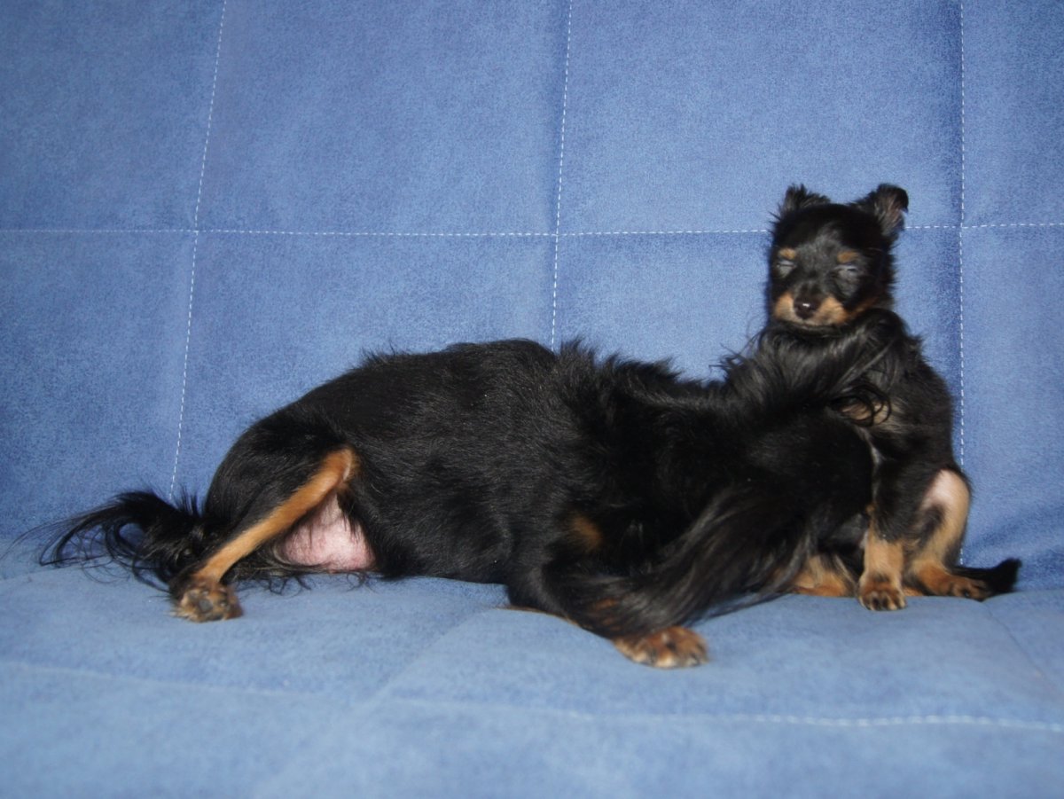 Карликовый пинчер белый