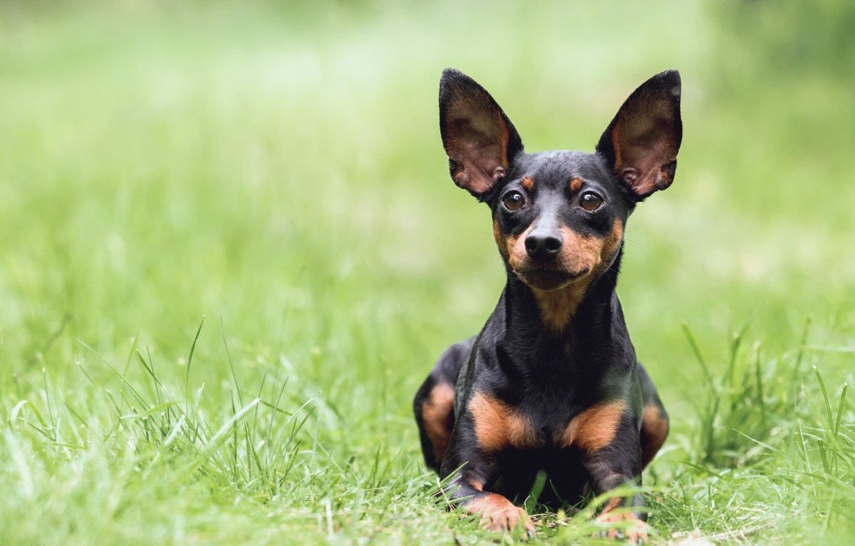 Той терьер Папильон