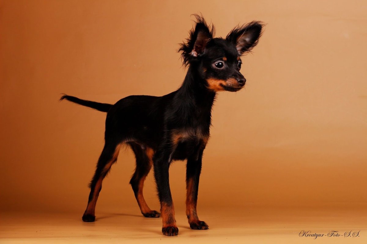 Лисий пинчер длинношерстный