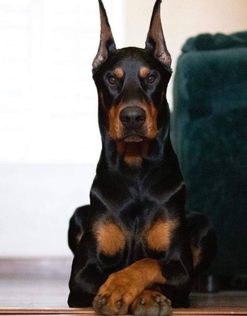 Карликовый пинчер вислоухий