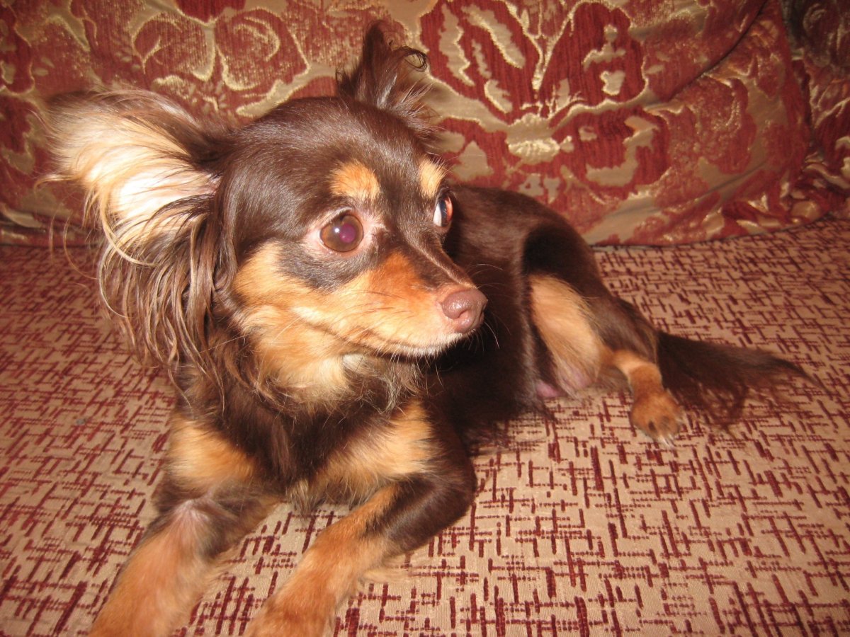 Крысарик Мерль