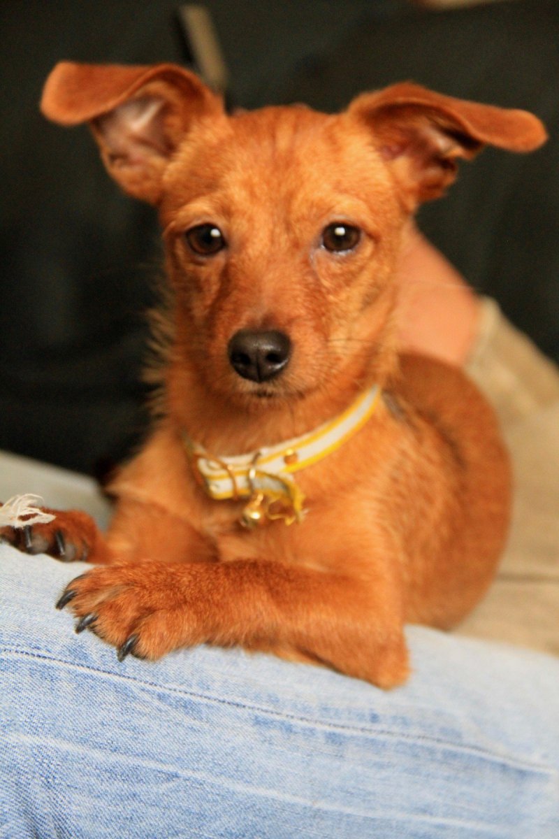 Йоркширский терьер помесь