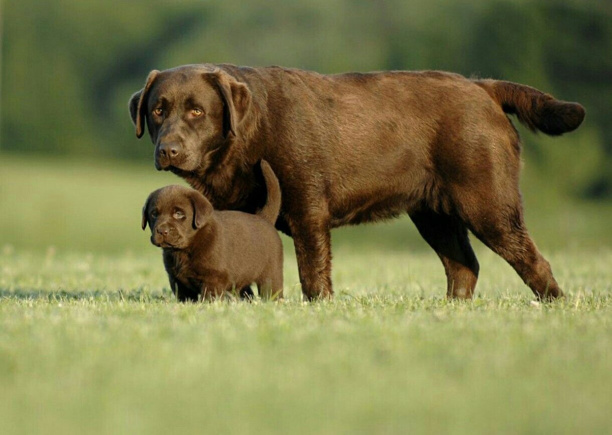Лабрадор Red Fox