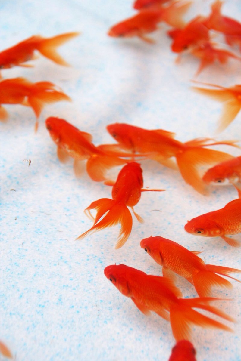 Маленькие оранжевые рыбки