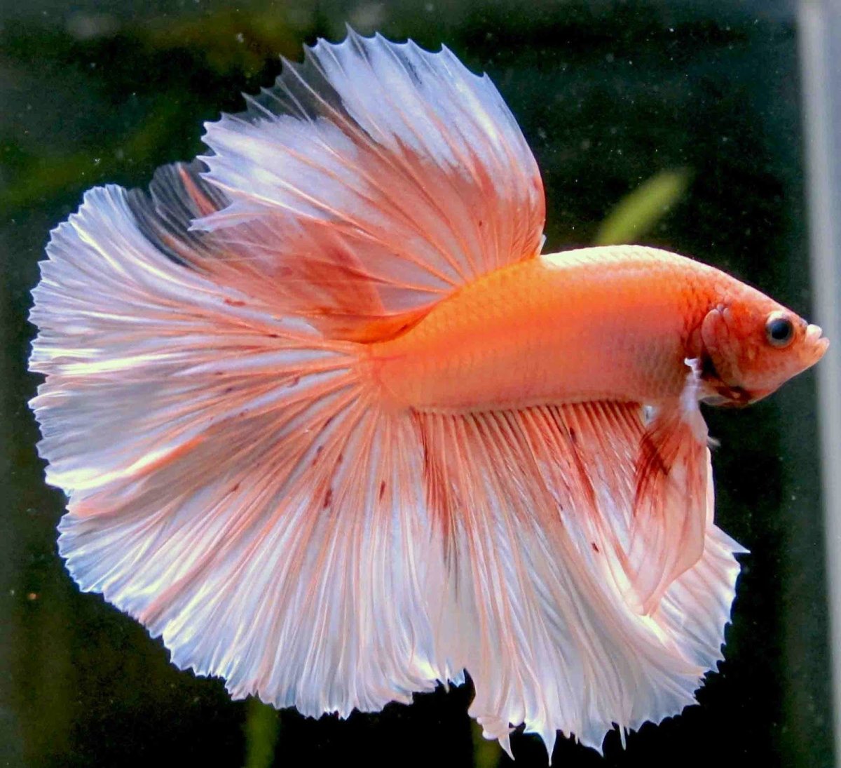 Рыбка петушок оранжевый