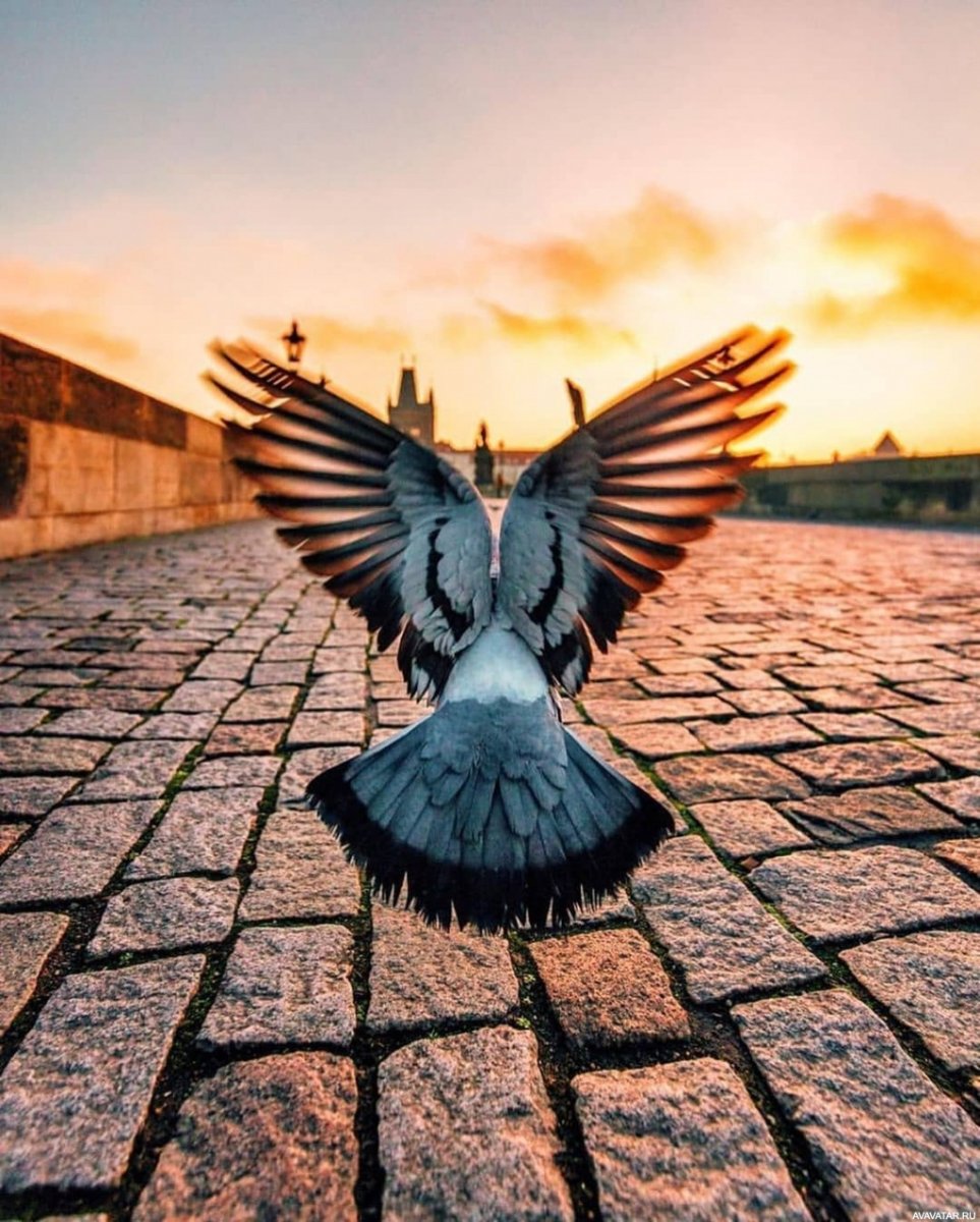 Крыло голубя