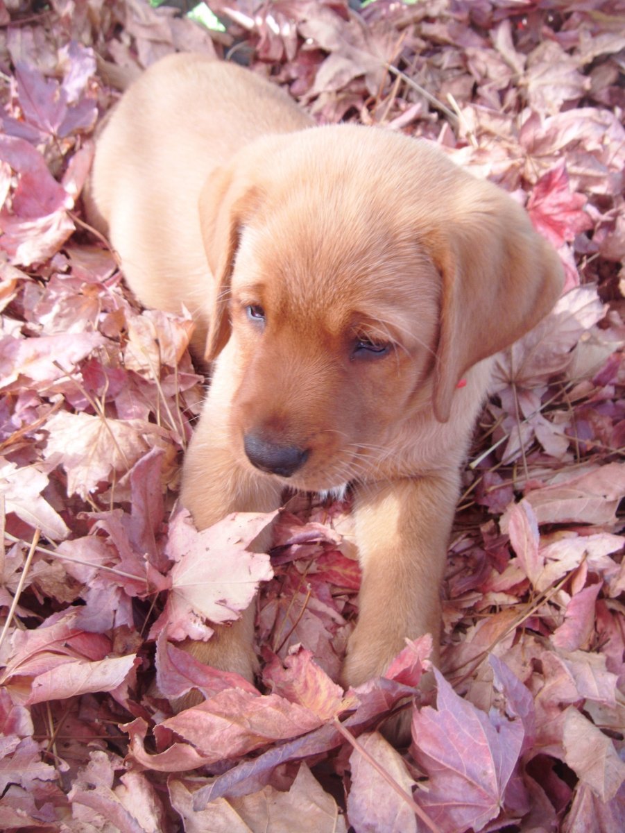 Ред Фокс собака