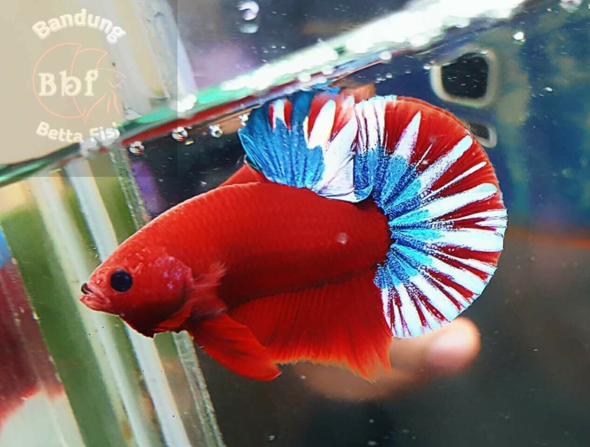 Светящиеся Петушки рыбки