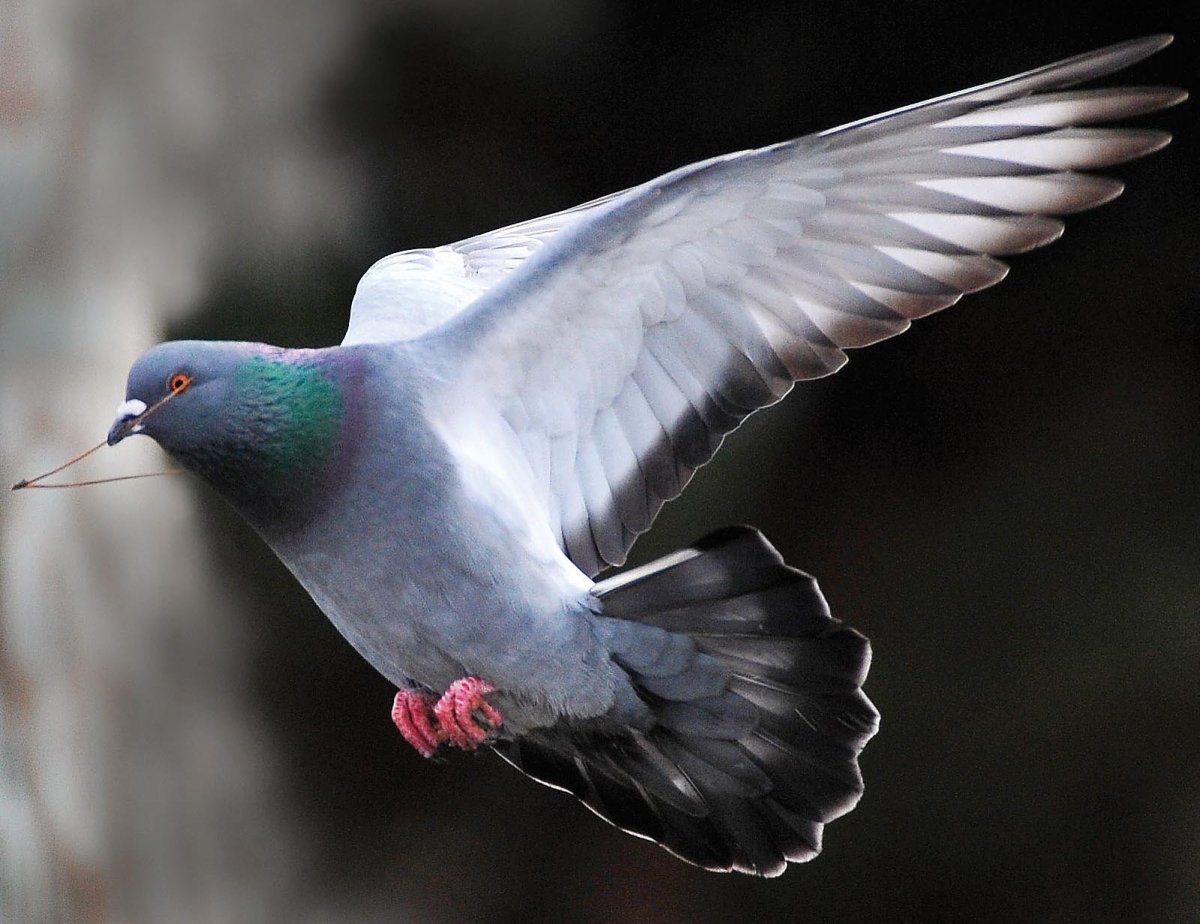 Голубь с расправленными крыльями