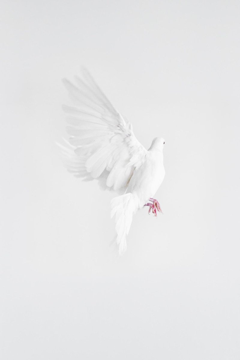 Белый голубь Эстетика