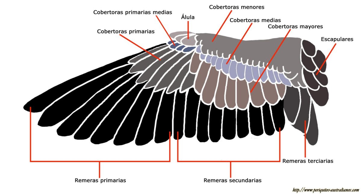 Строение крыла