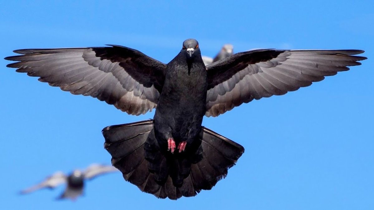 Голубь в полете