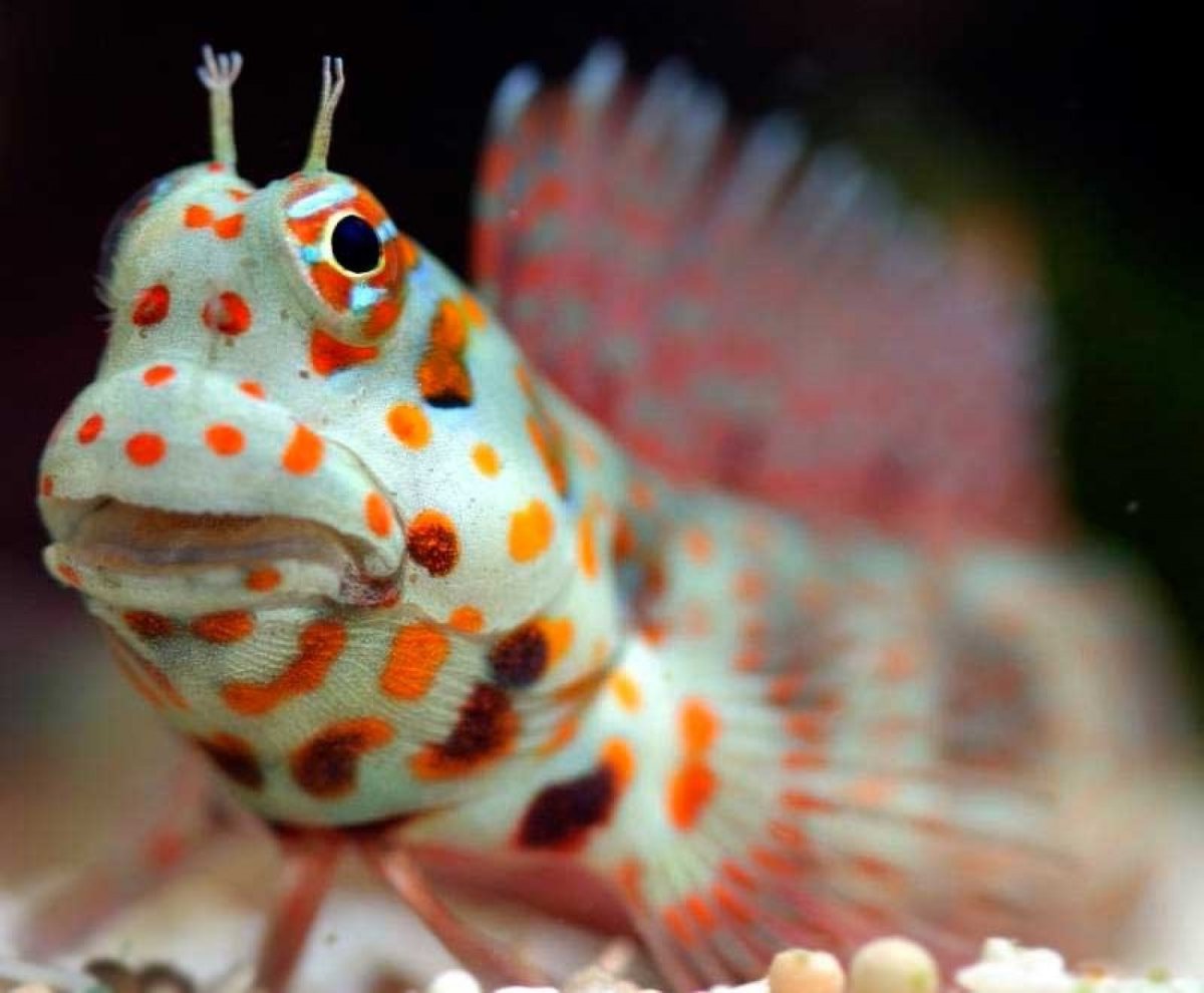 Istiblennius chrysospilos