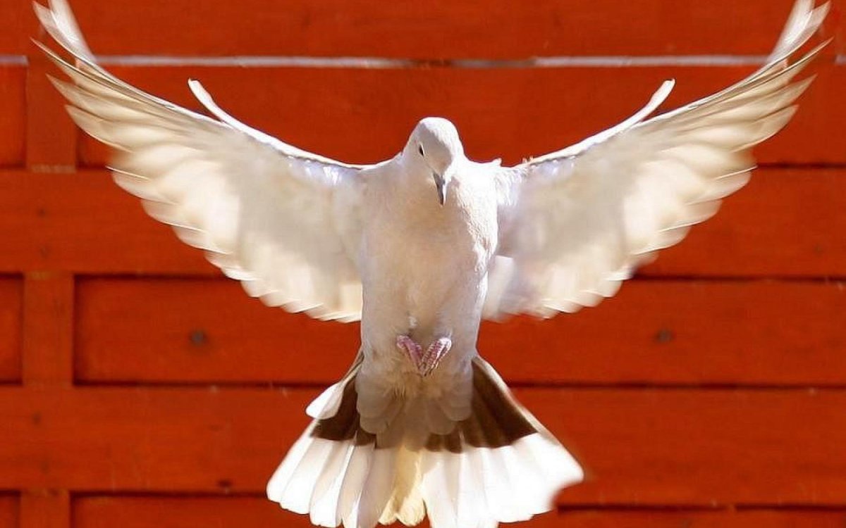 Голубь с растертыми крылями