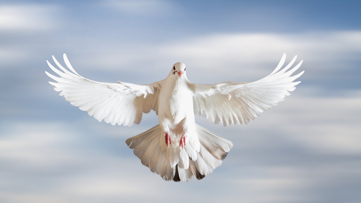 Сидящий голубь с расправленными крыльями