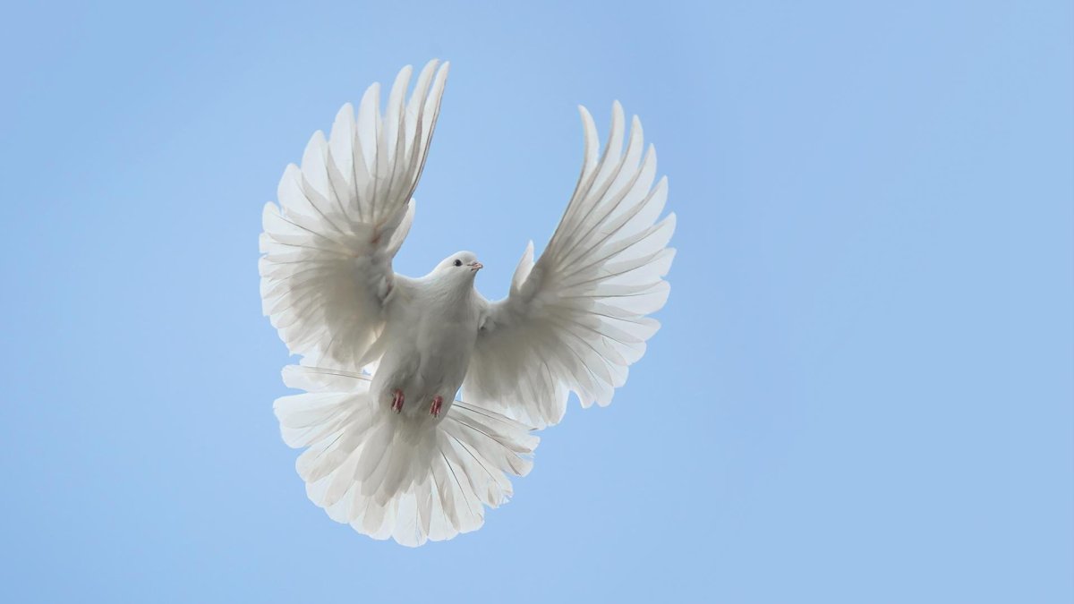 Белый голубь в полёте