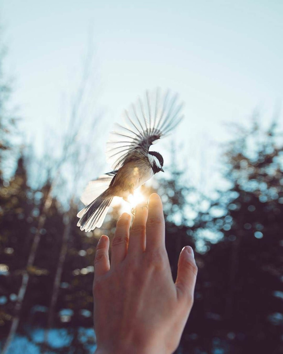 Птица на ладони