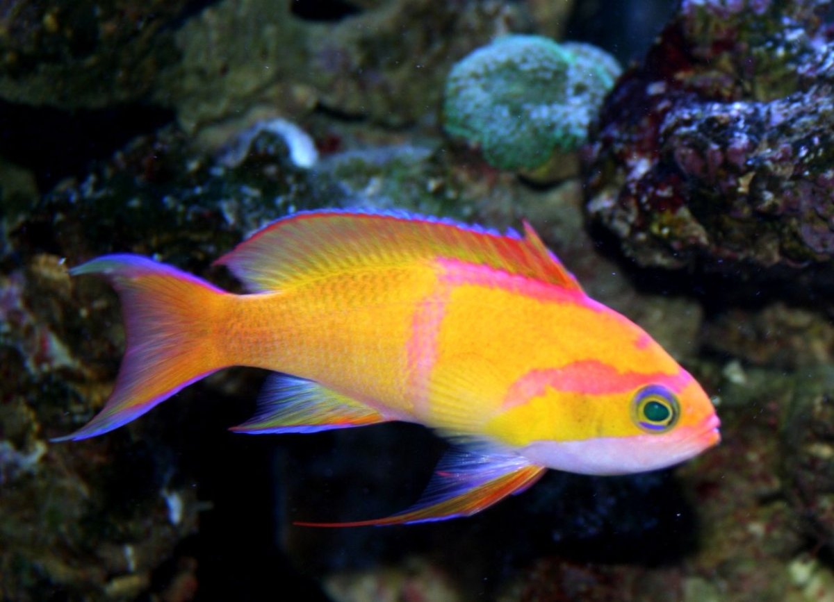 Антиас двупятнистый