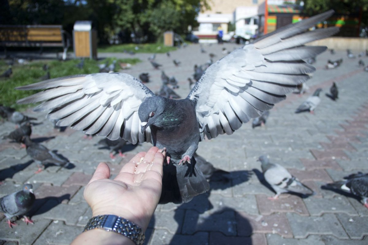 Крыло голубя