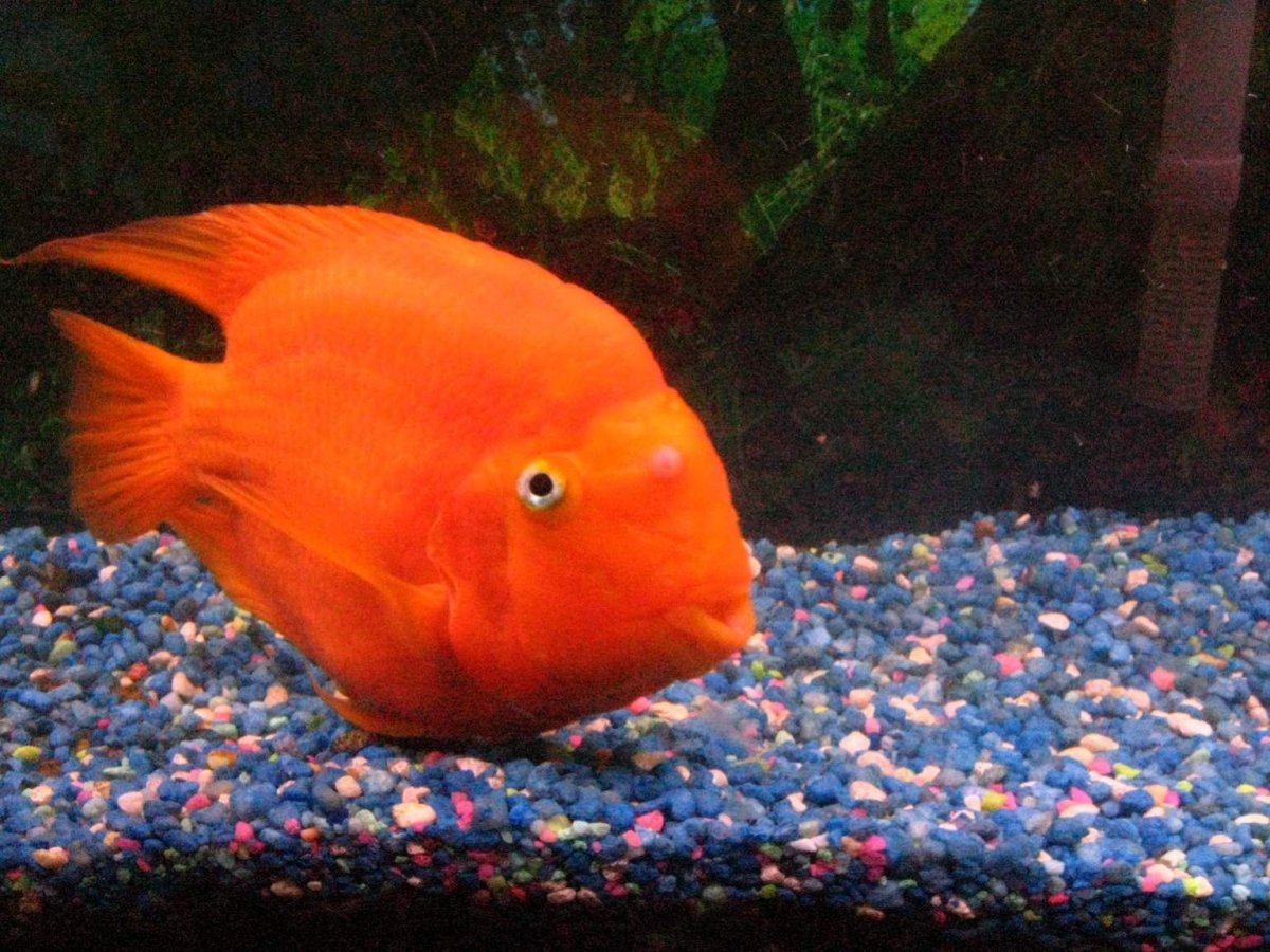 Рыбка попугай оранжевый