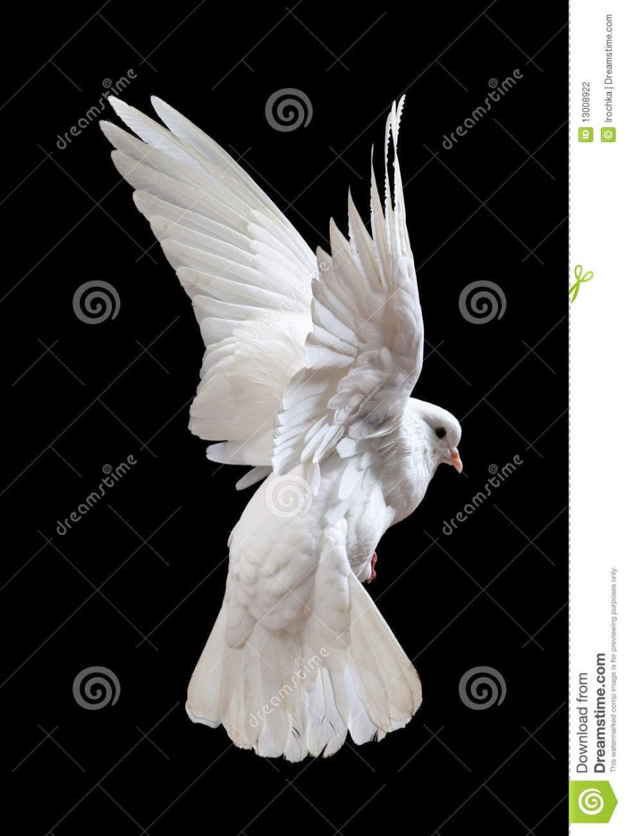 Белый голубь на черном фоне