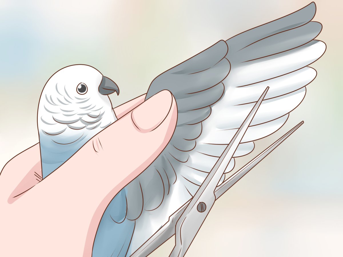 Подрезанные Крылья у птиц