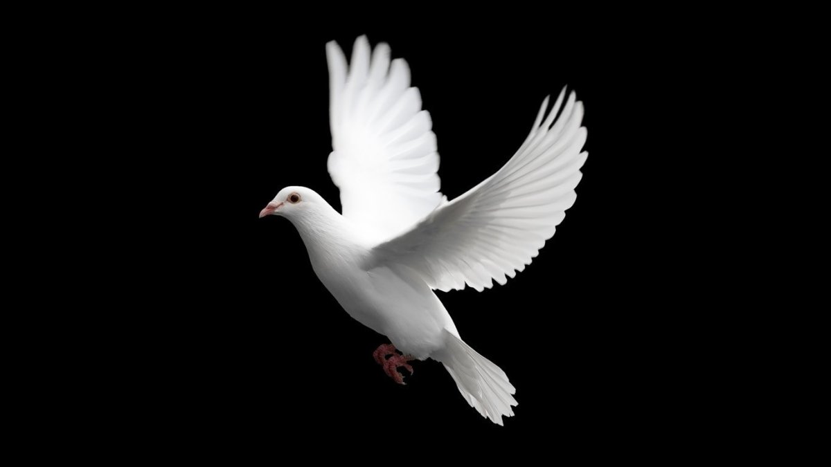 «Белый голубь на руинах» Инь Цзяньлин