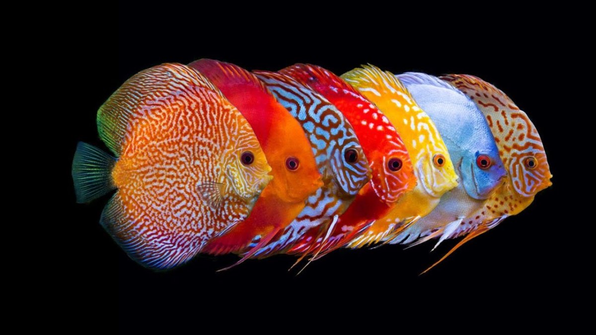 Дискусы аквариумные