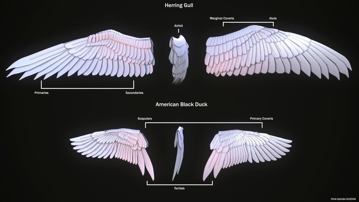 Строение крыльев