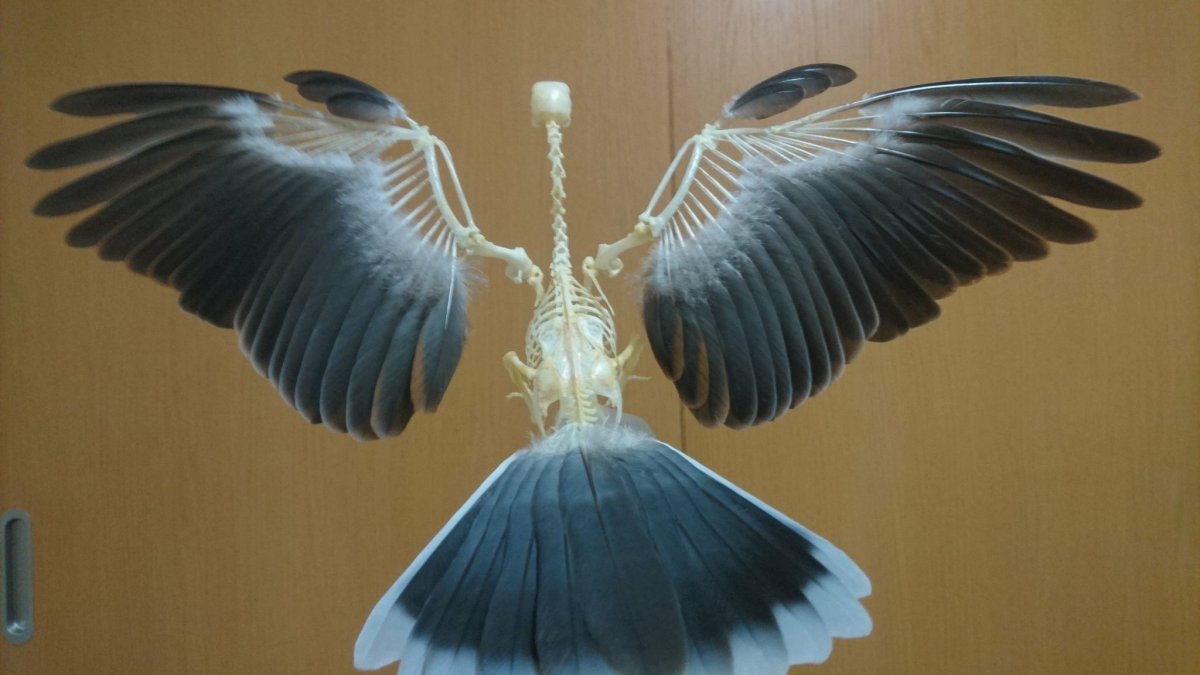 Крылья без перьев