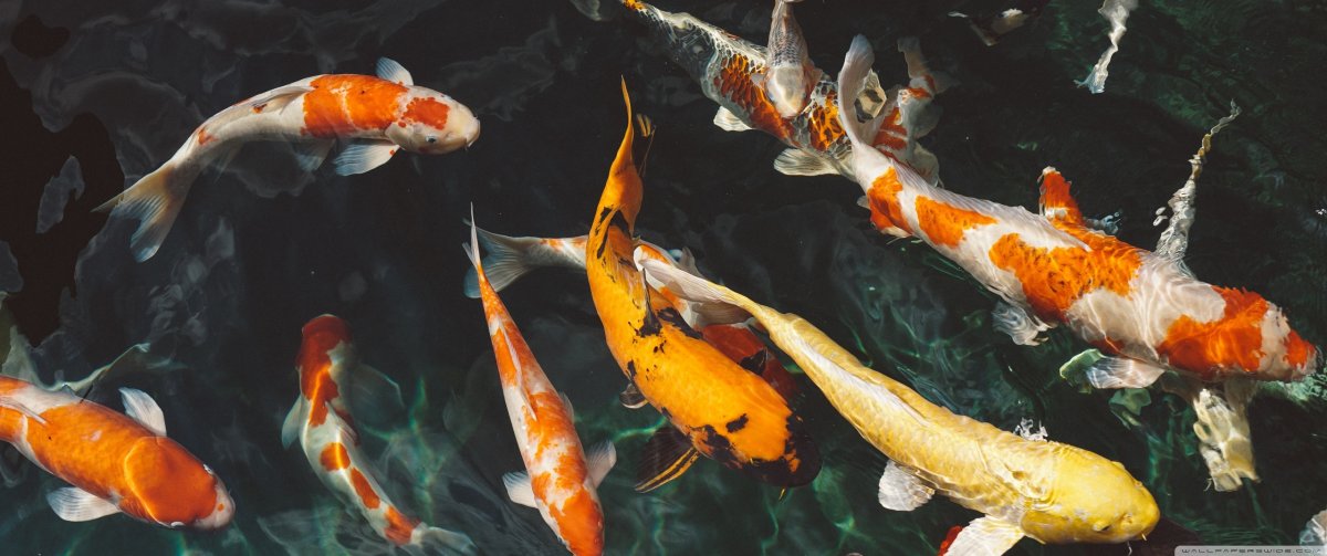 Оранжевые рыбки японские