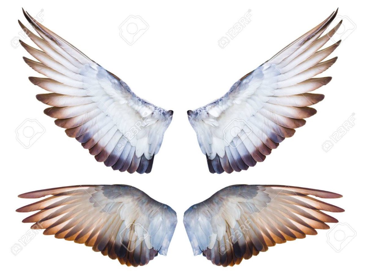 Размах крыльев голубя