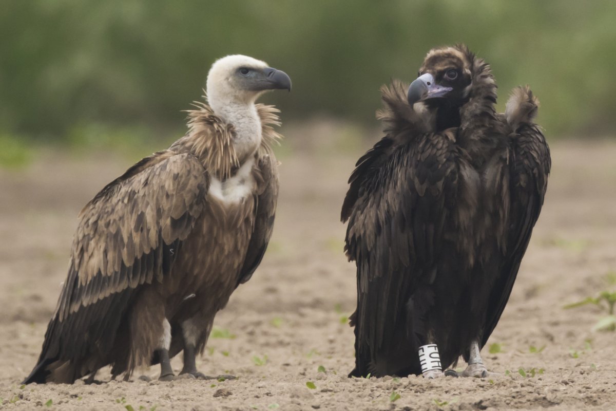 Южноамериканская Гарпия охотится