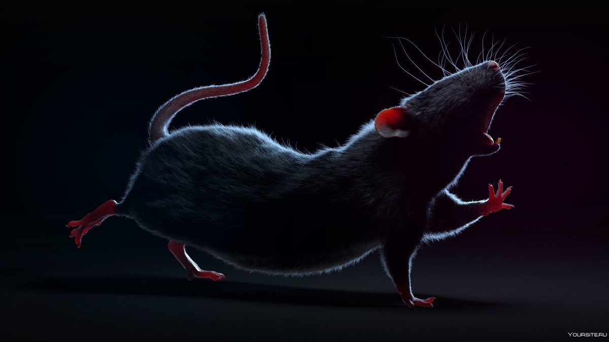 Наглая мышь