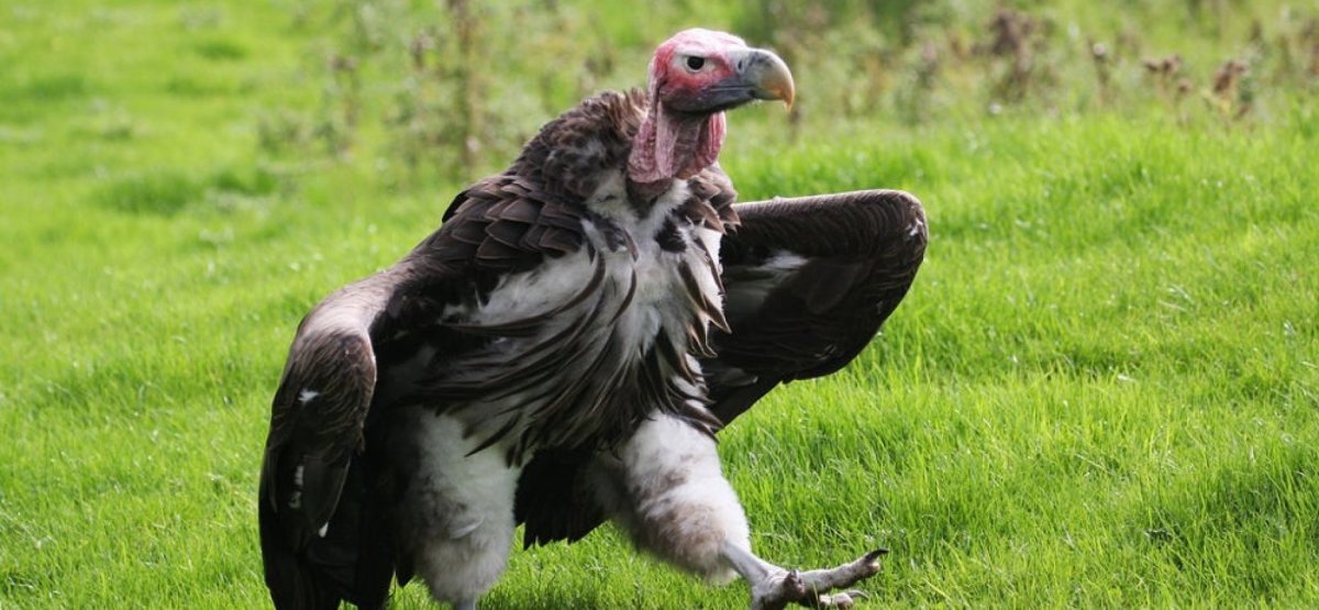 Гриф Стервятник